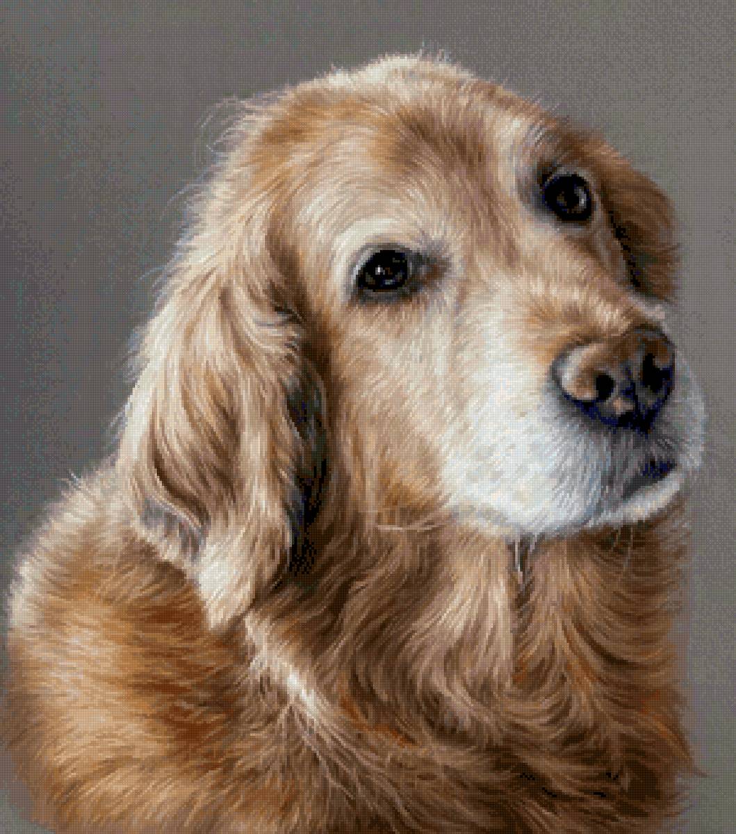 №2706104 - собака 🐶 - предпросмотр