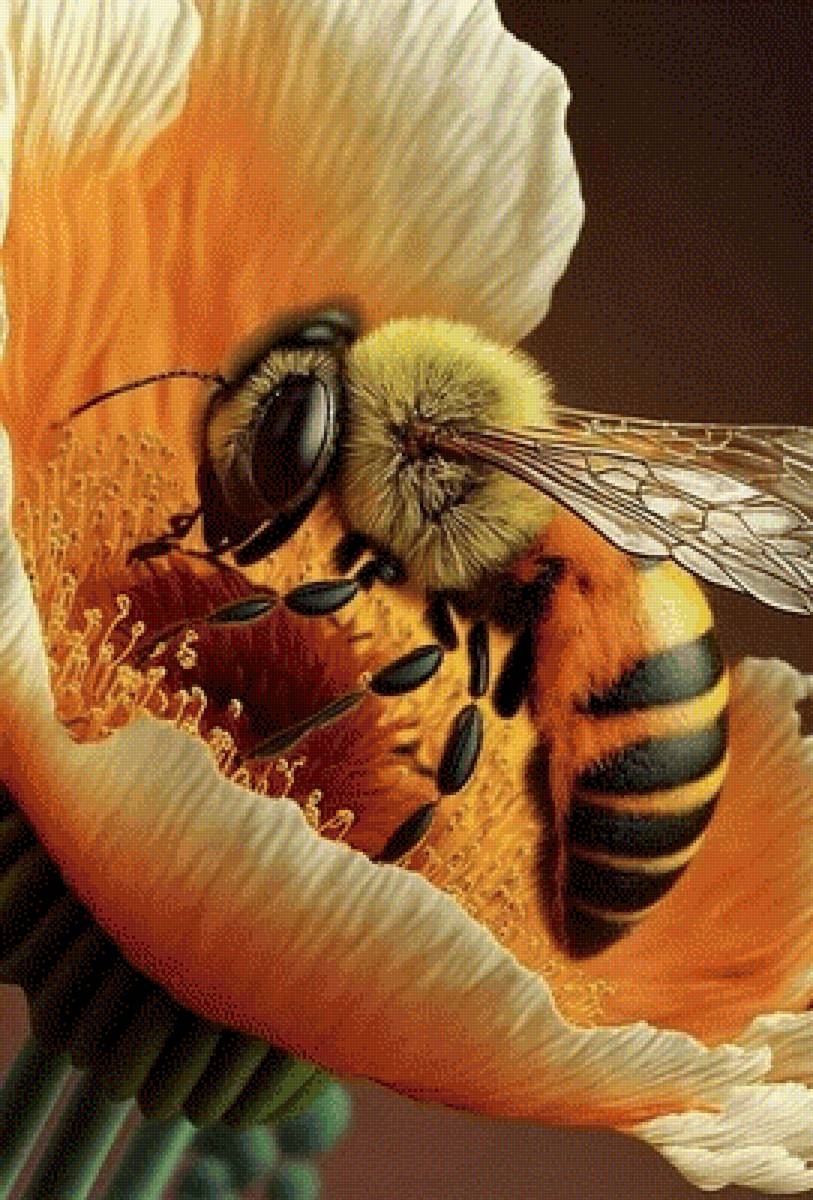 Гармония в природе - цветы, пчела - предпросмотр