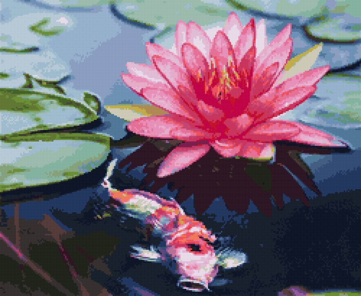 лилия и кои - водяная лилия - предпросмотр