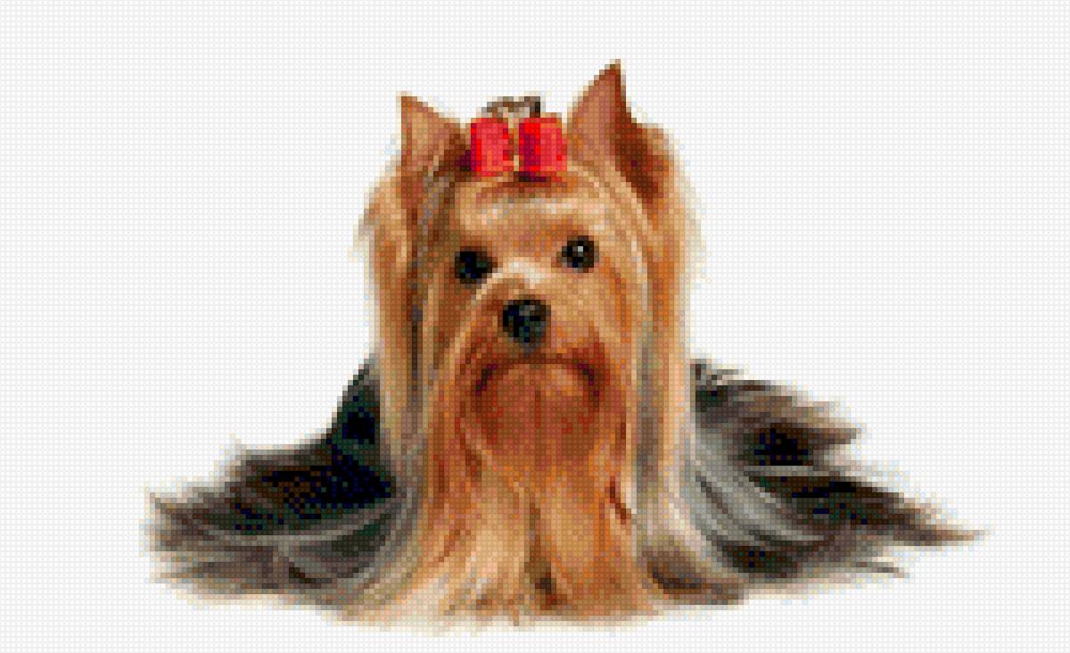 Yorsay - предпросмотр