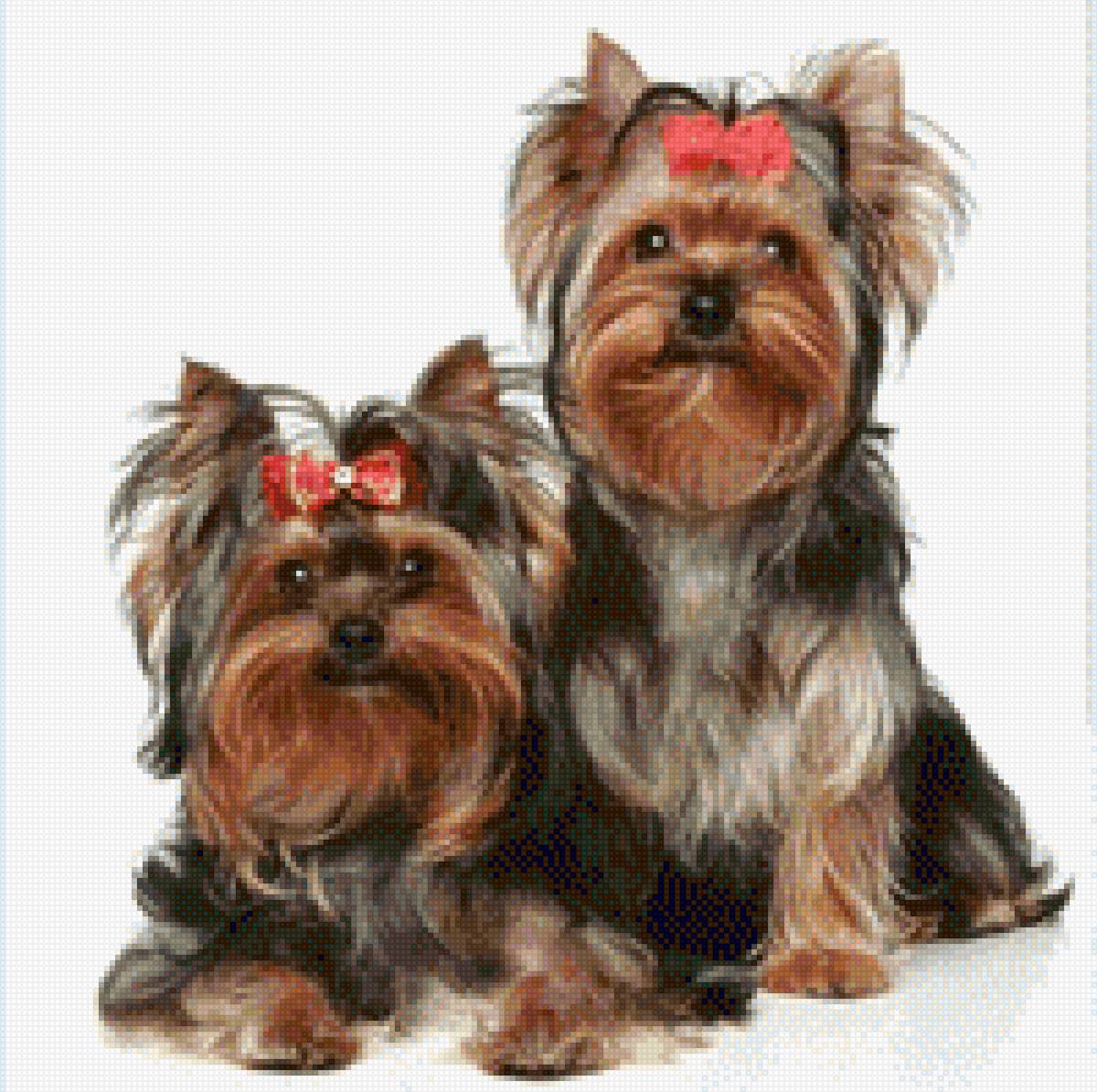 Yorsay 1 - предпросмотр