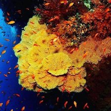 Схема вышивки «Красное море»