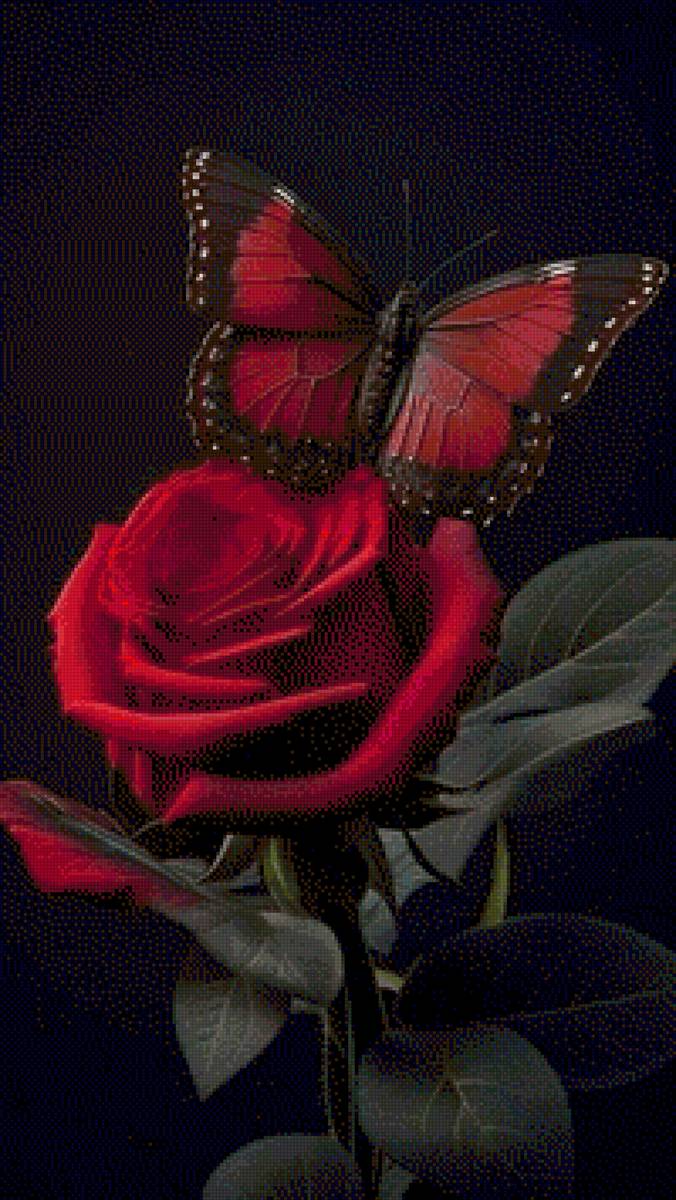 Rosa roja y mariposa roja - предпросмотр