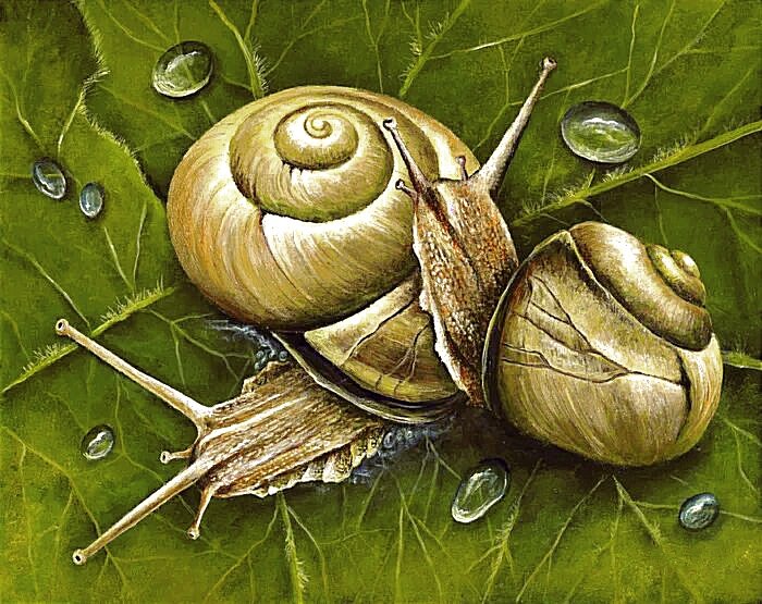 Улитки - оригинал