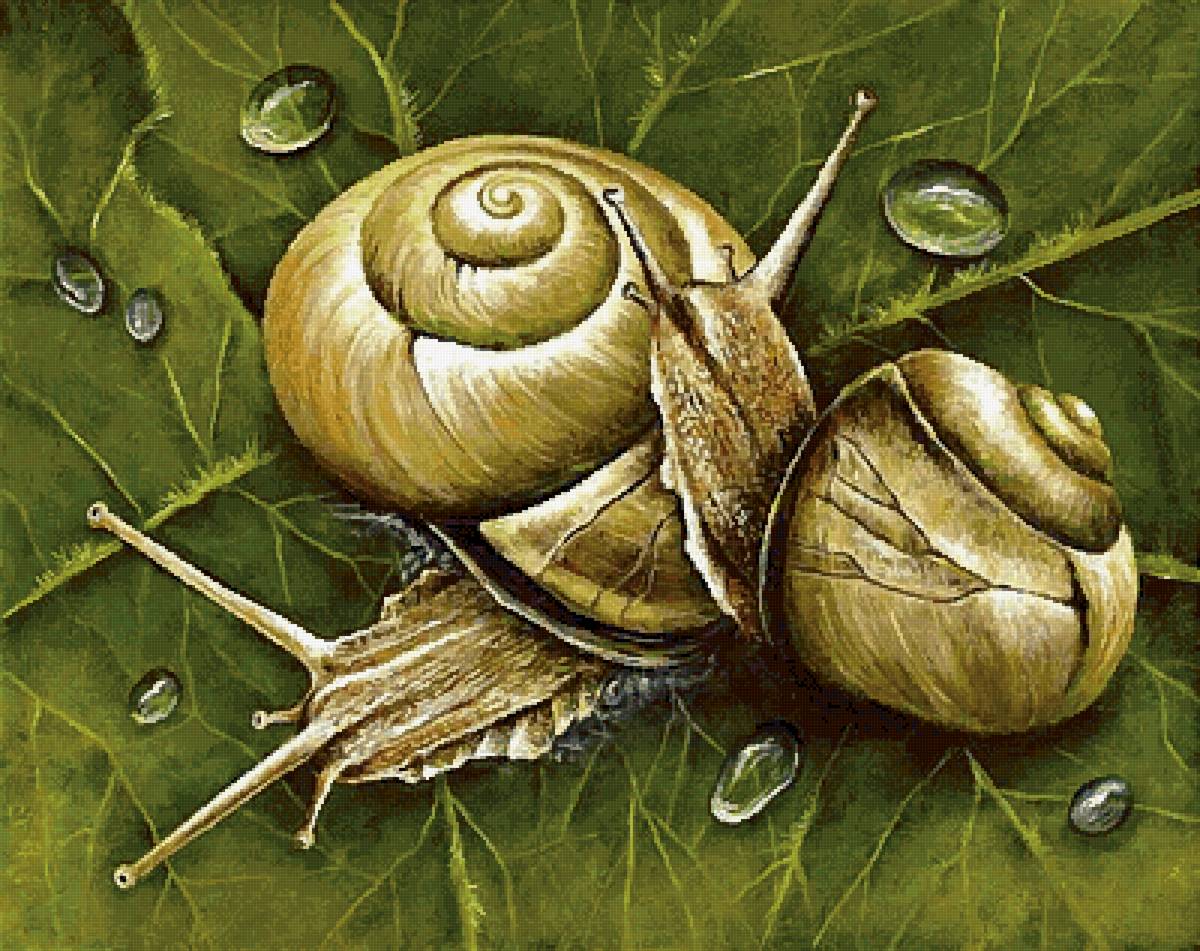 Улитки - предпросмотр