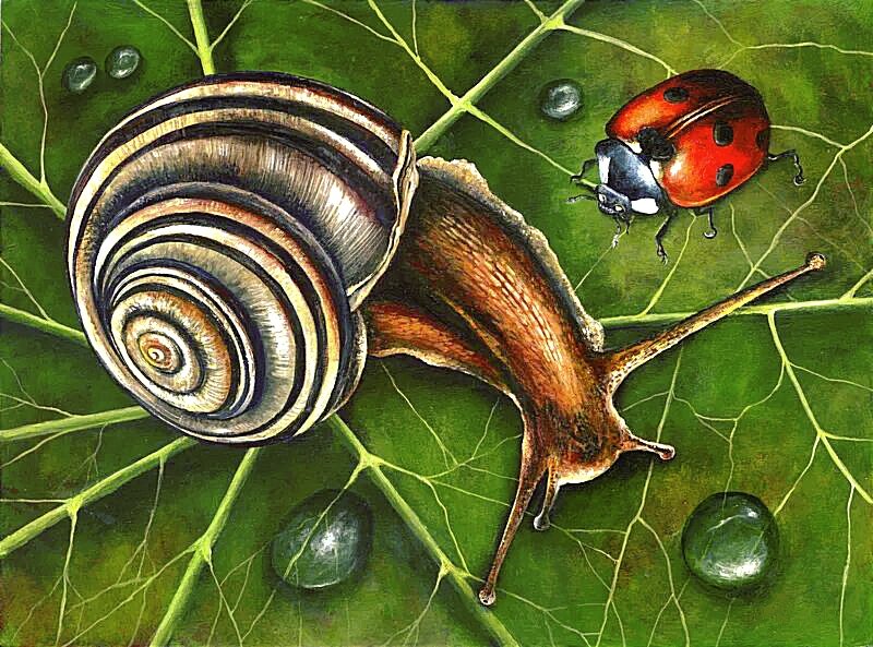 Улитка с божьей коровкой - оригинал