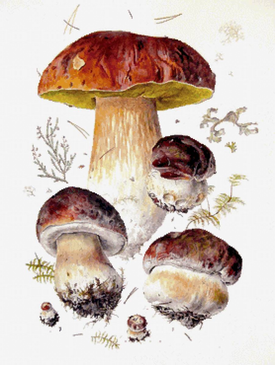 Грибы - предпросмотр