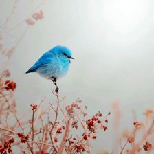 Схема вышивки «Голубая птичка»