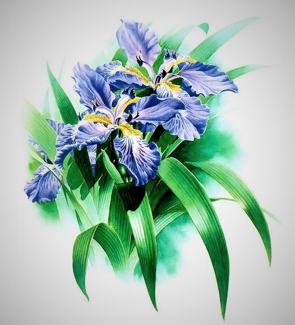 №2708981 - оригинал