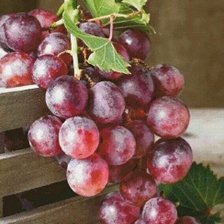 Схема вышивки «Виноград»