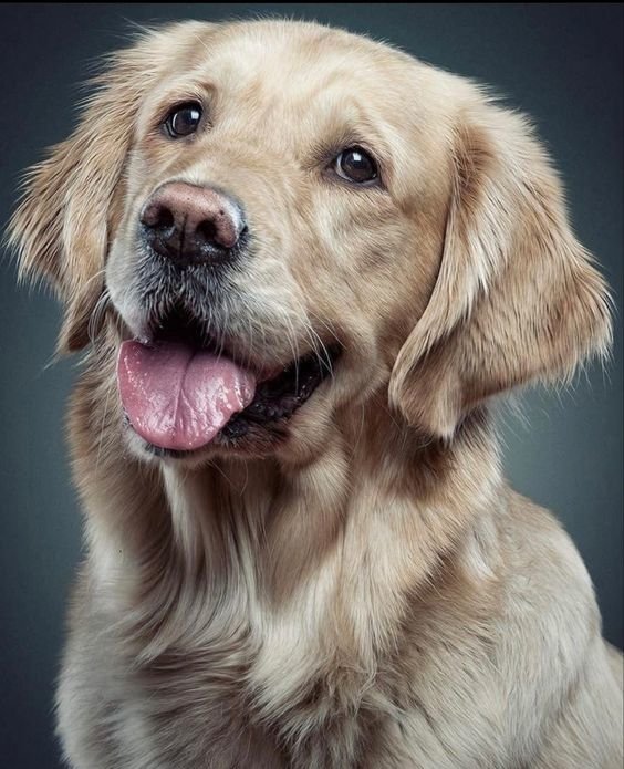 №2710106 - собака, домашние животные - оригинал