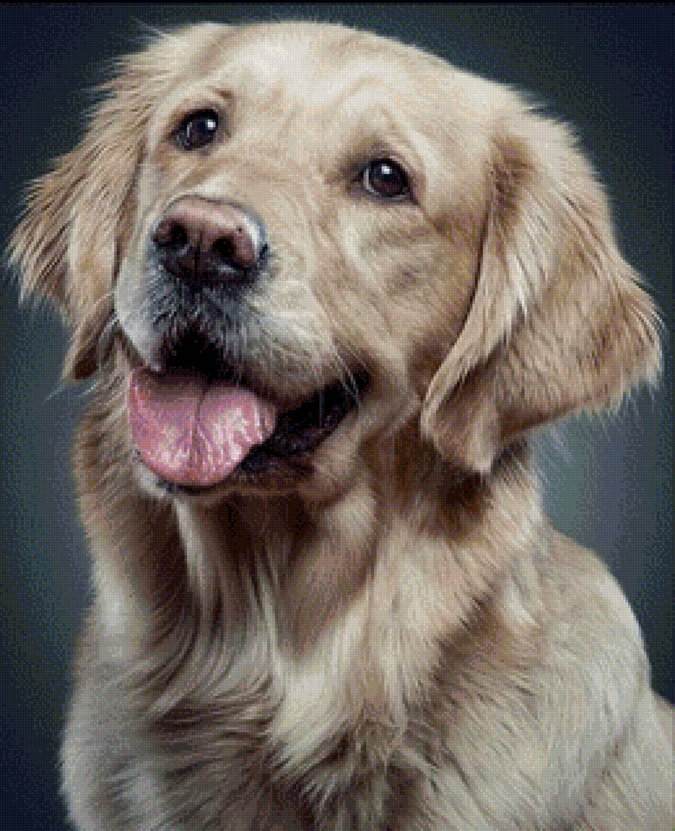 №2710106 - собака, домашние животные - предпросмотр