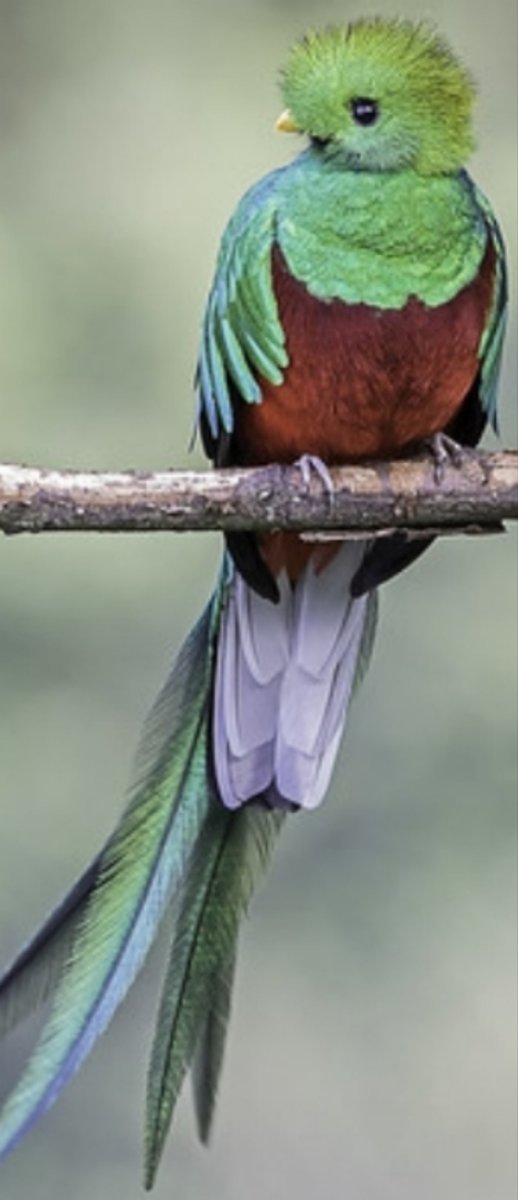 Quetzal - ave, naturaleza, volar, selva - оригинал