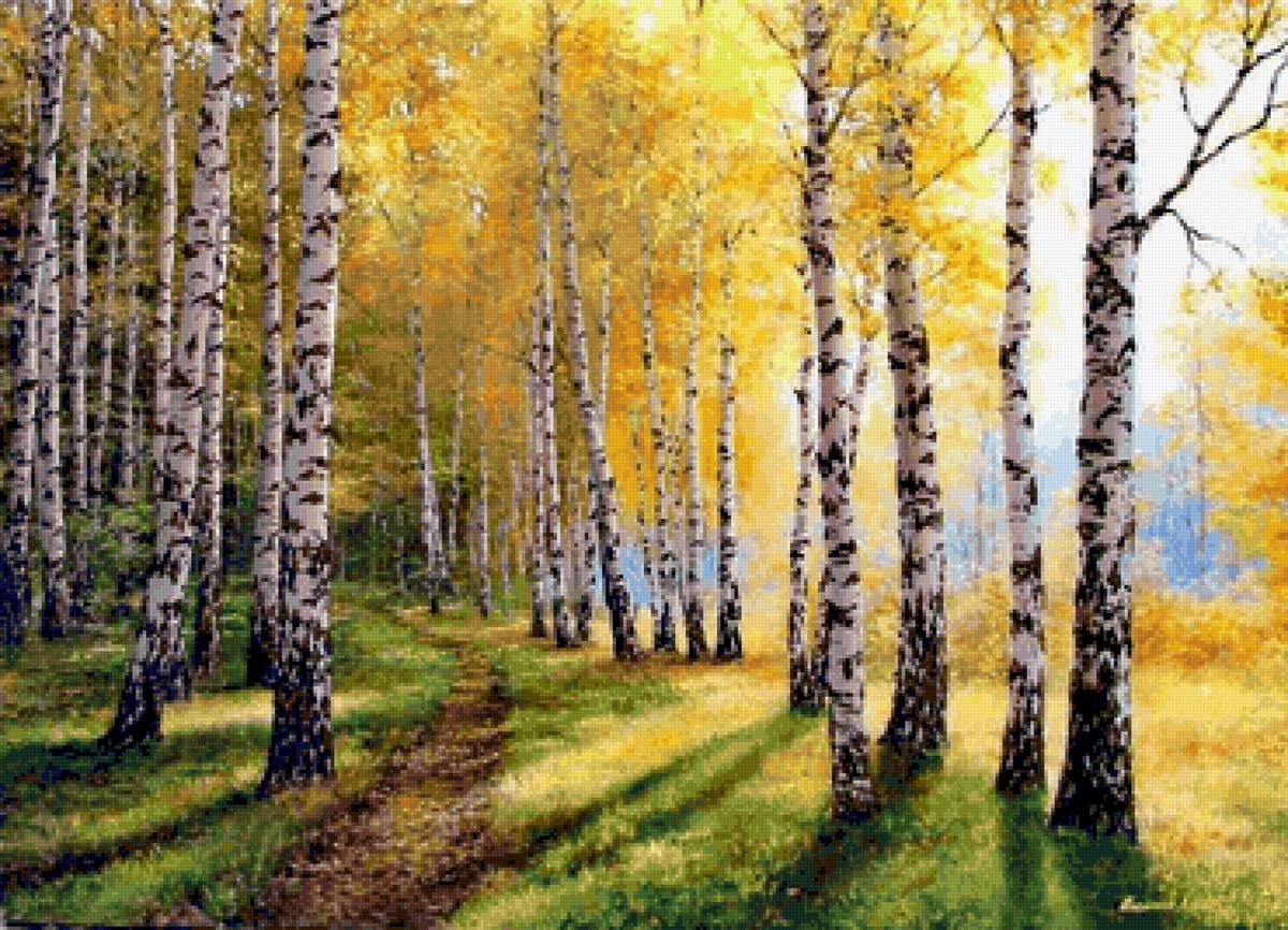 березовая роща - предпросмотр