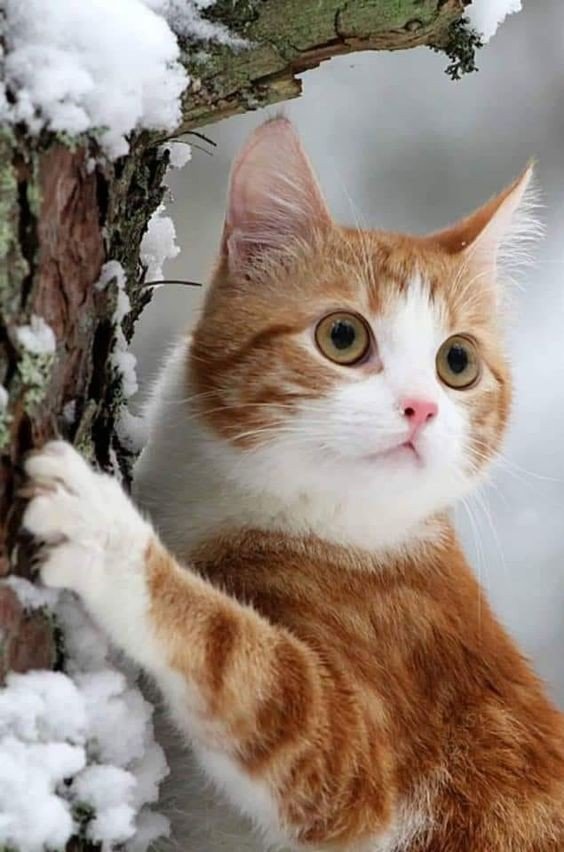 Первый снег - кошка - оригинал