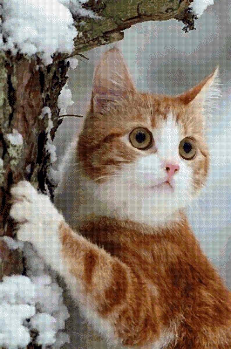 Первый снег - кошка - предпросмотр