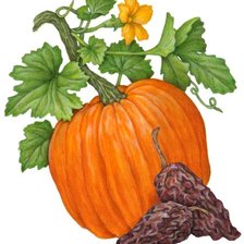 calabaza