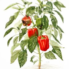 Схема вышивки «chiles»