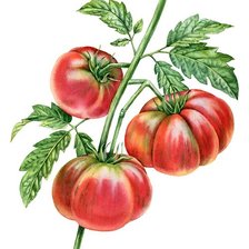 Схема вышивки «tomates»