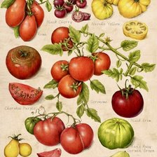 Схема вышивки «tomatoes»