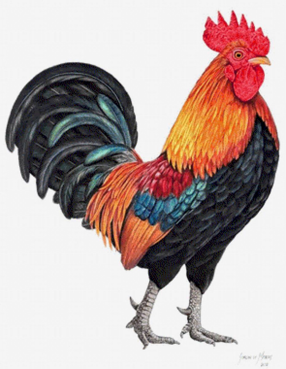 Петушок - петух 🐓 - предпросмотр
