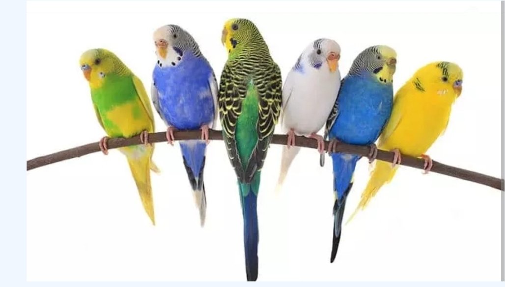 Pericos - оригинал