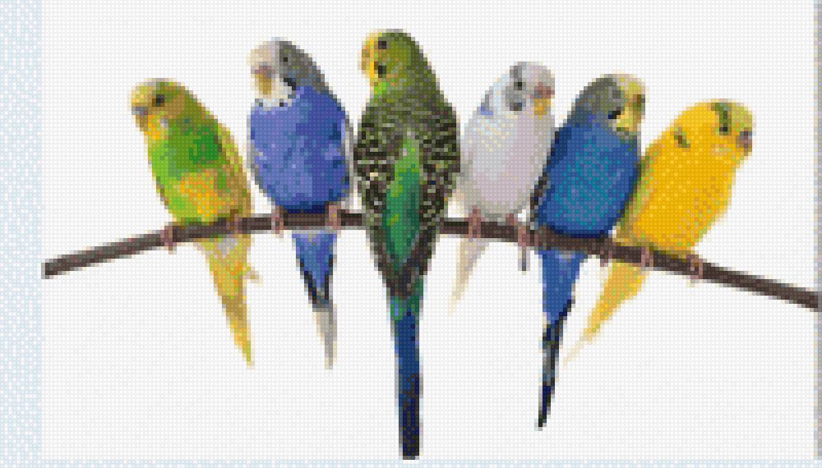 Pericos - предпросмотр