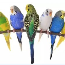 Pericos