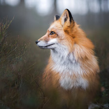 Схема вышивки «лиса»