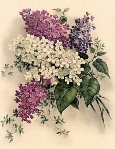 Jorgovani - оригинал