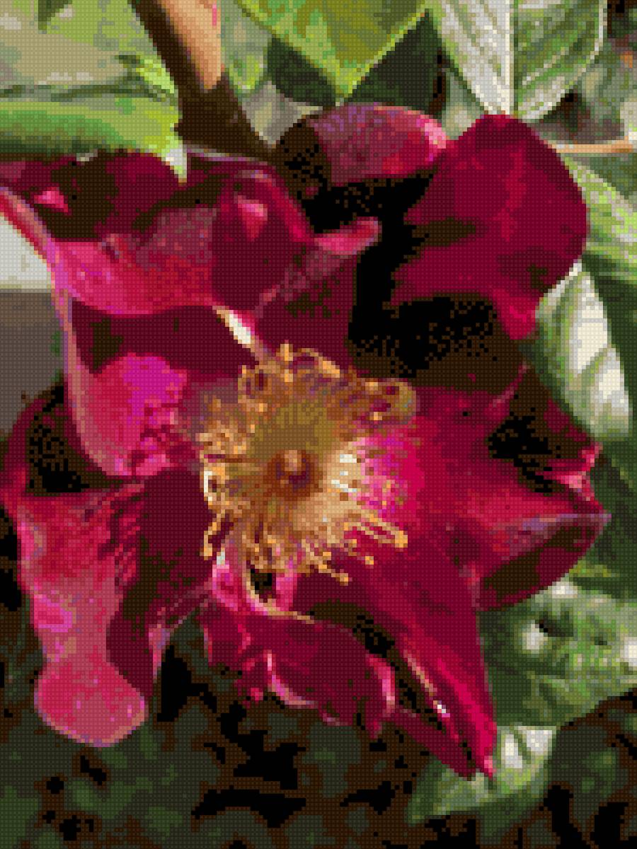 Розы - цветы - предпросмотр