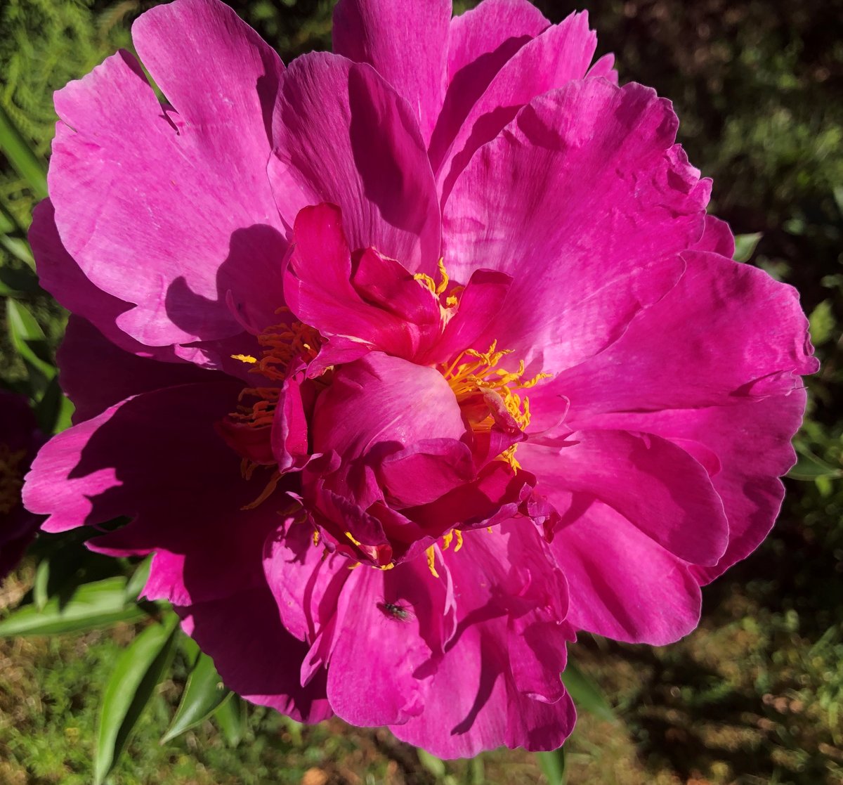 Пионы - цветы - оригинал