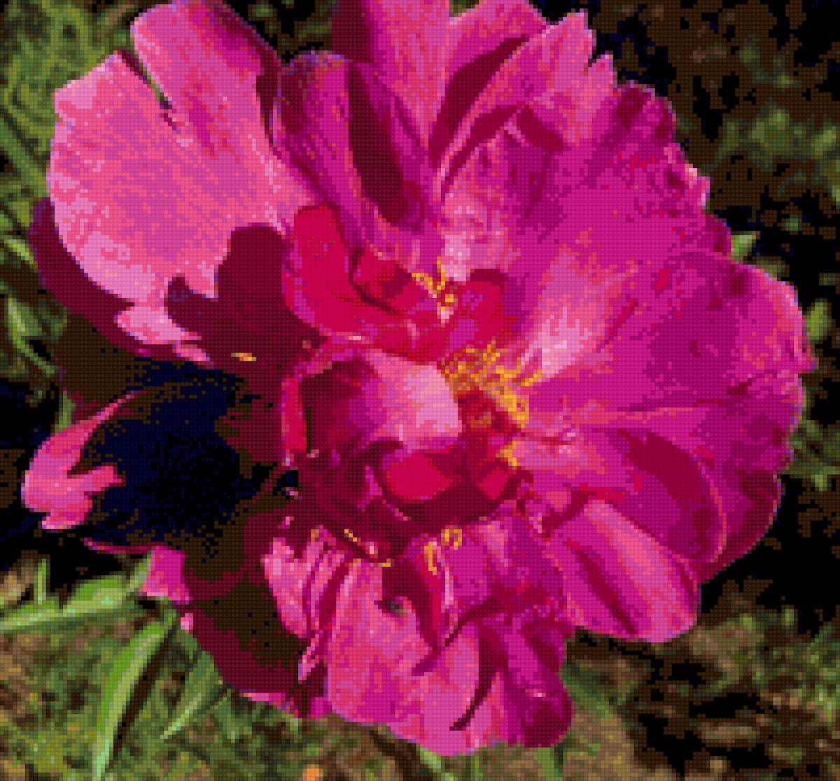 Пионы - цветы - предпросмотр