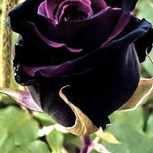 Схема вышивки «Розы»