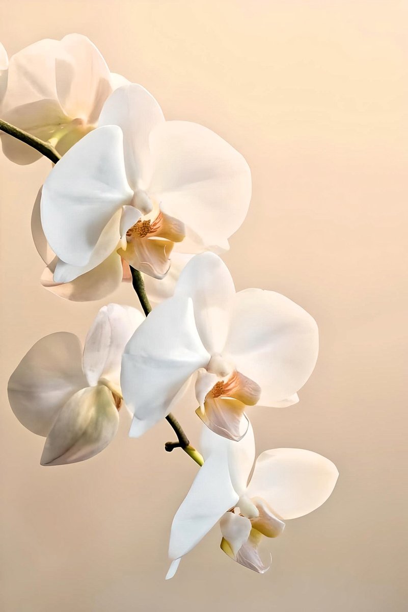 орхидея - орхидея - оригинал