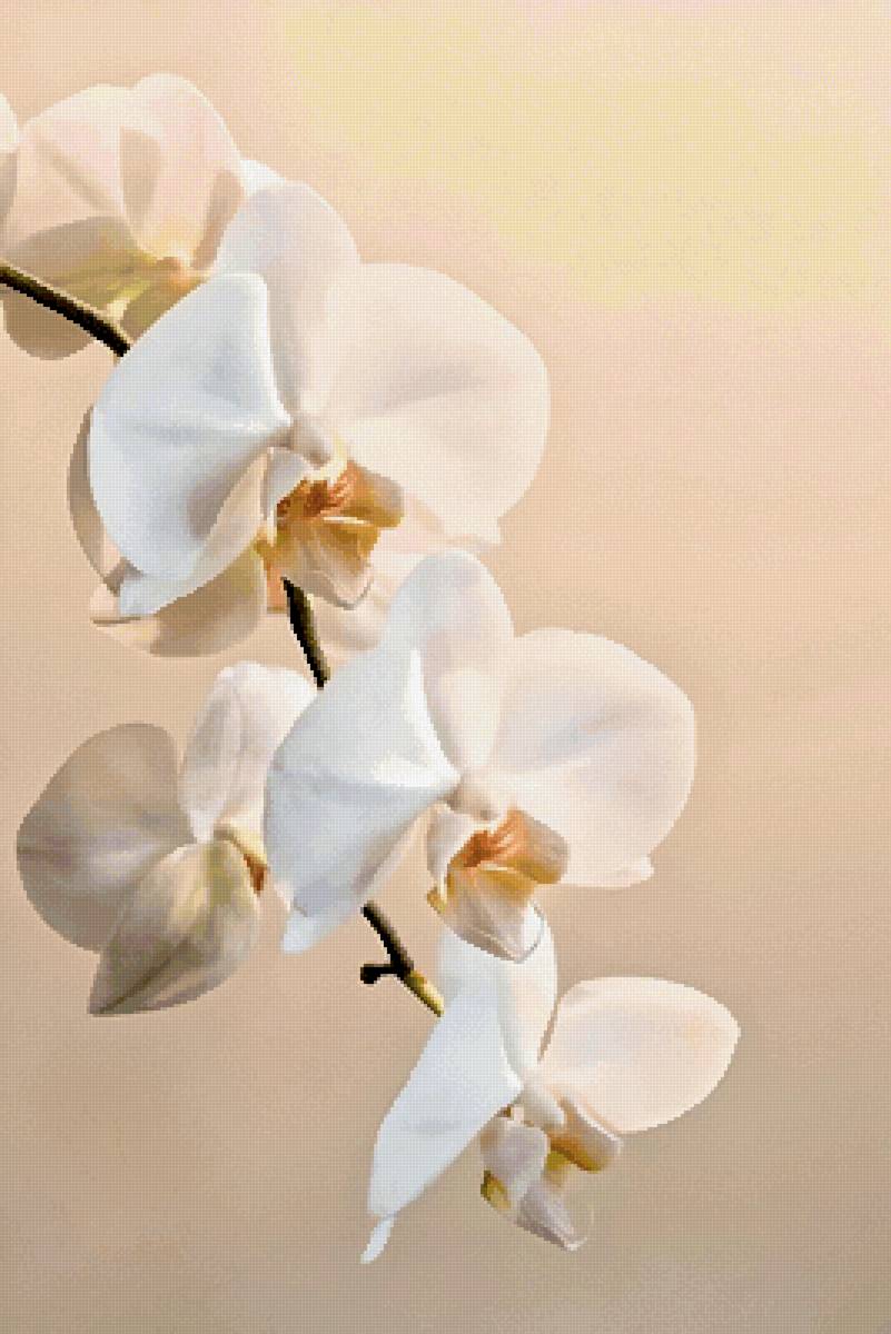 орхидея - орхидея - предпросмотр