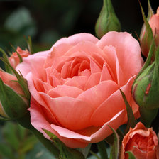 Схема вышивки «Роза»