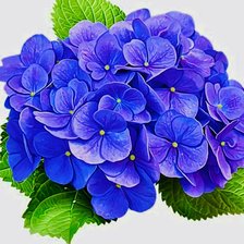 Схема вышивки «dalias»