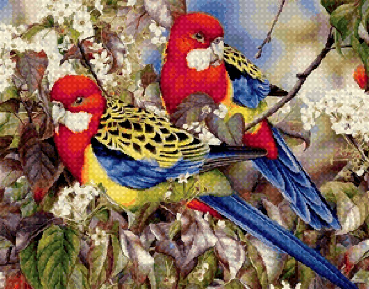 попугаи - предпросмотр