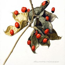 Схема вышивки «colorines»