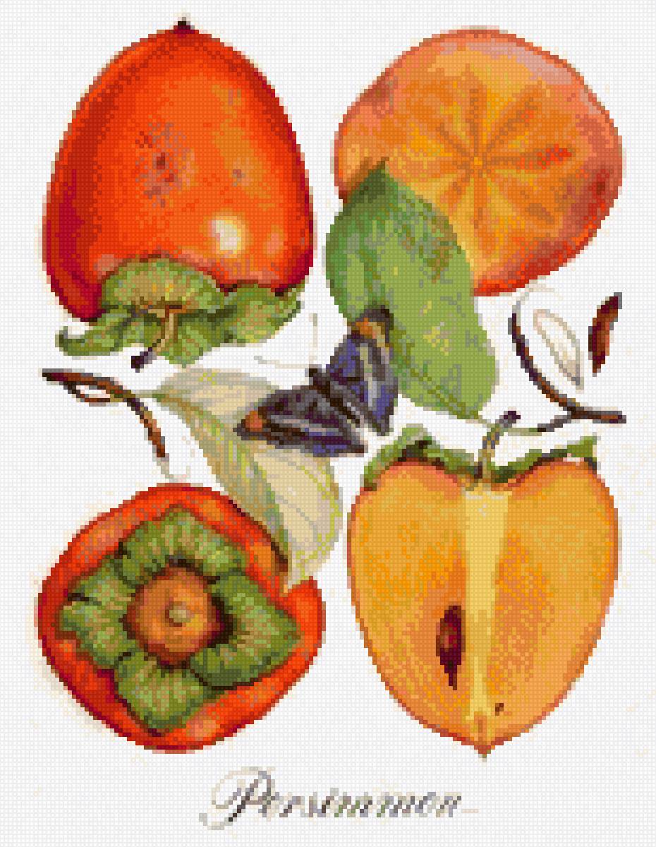 persimmon - предпросмотр