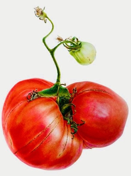 tomate - оригинал