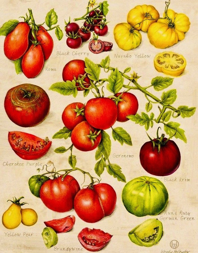 tomates - оригинал