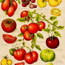 Оригинал схемы вышивки «tomates» (№2717680)