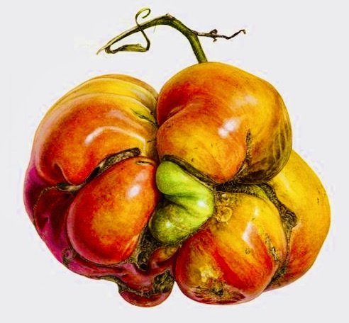 tomate - оригинал