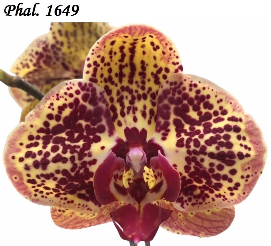 орхидея - оригинал