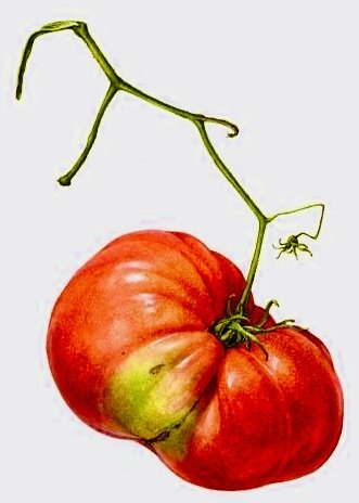 tomate - оригинал