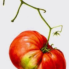 Схема вышивки «tomate»