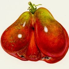 Схема вышивки «tomate»