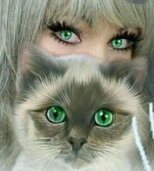 Зелёные глаза - люди, кошки - оригинал